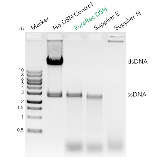 PureRec Duplex-Specific Nuclease (DSN)