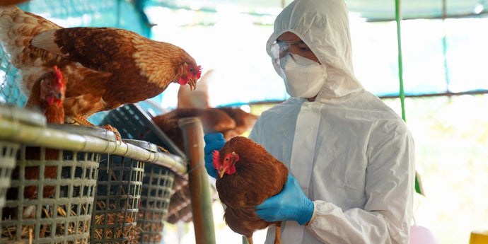 Combating H5 Bird Flu: Strengthening Surveillance and Response by Learning from the Past