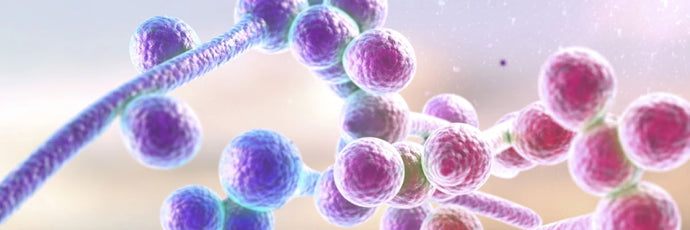 Zymolyase Ultra: Unveiling the Revolution of Yeast Lysis