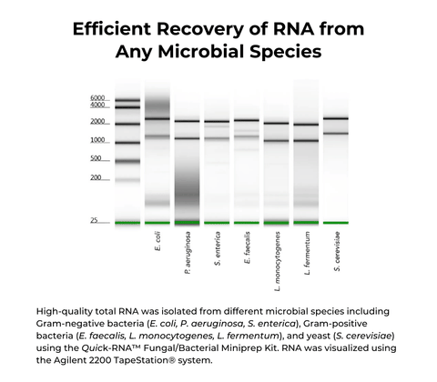 Quick-RNA Fungal/Bacterial Microprep Kit