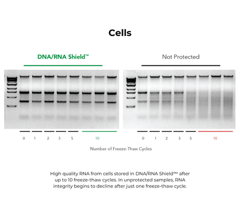 DNA/RNA Shield